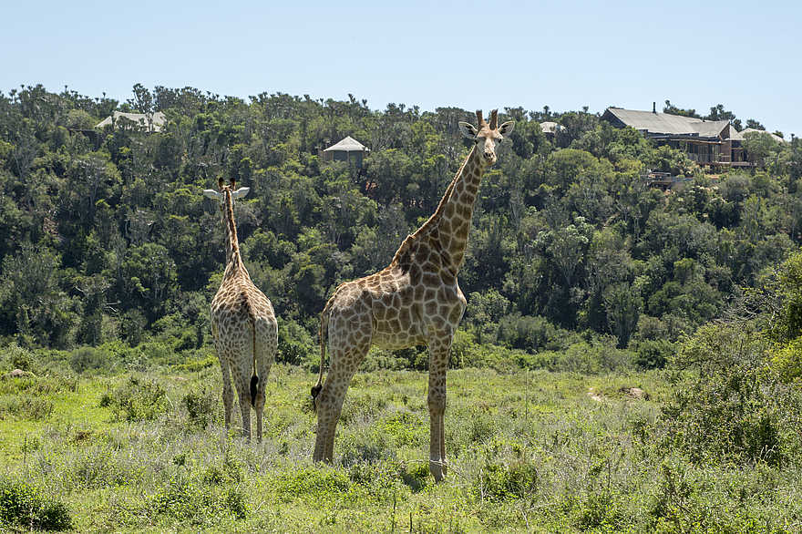 Kariega River Lodge: Giraffen nahe der Lodge Kariega River Lodge: Giraffen nahe der Lodge