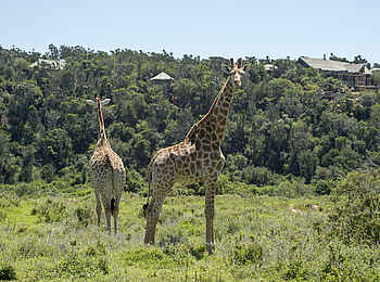Kariega River Lodge: Giraffen nahe der Lodge
