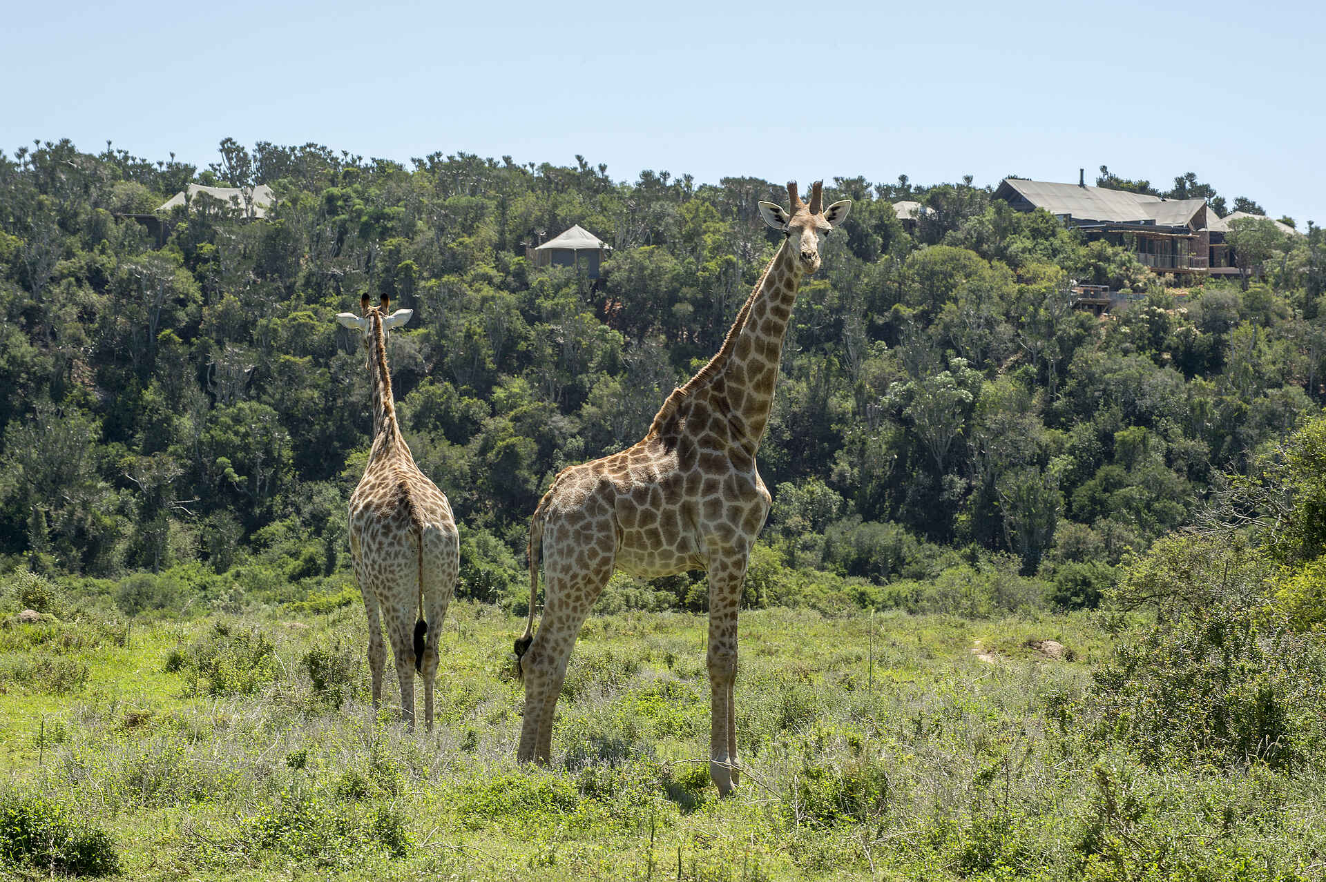 Kariega River Lodge: Giraffen nahe der Lodge