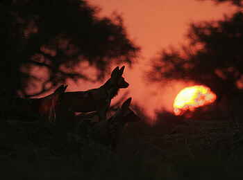 Little Vundu Camp: Wildhunde vor der Abendsonne Little Vundu Camp: Wildhunde vor der Abendsonne