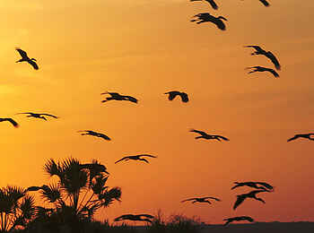 Lobolo Camp: Vorbeiziehende Störche