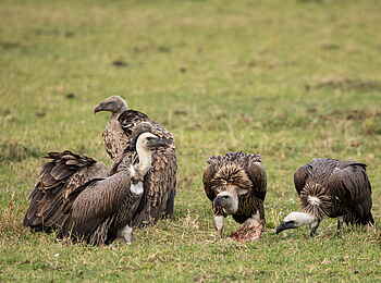 Mara Nyika Camp: Weißrückengeier