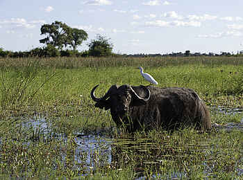 Mombo Camp: Büffel im Wasser Mombo Camp: Büffel im Wasser