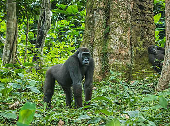 Ngaga Camp: Eine imposante Erscheinung