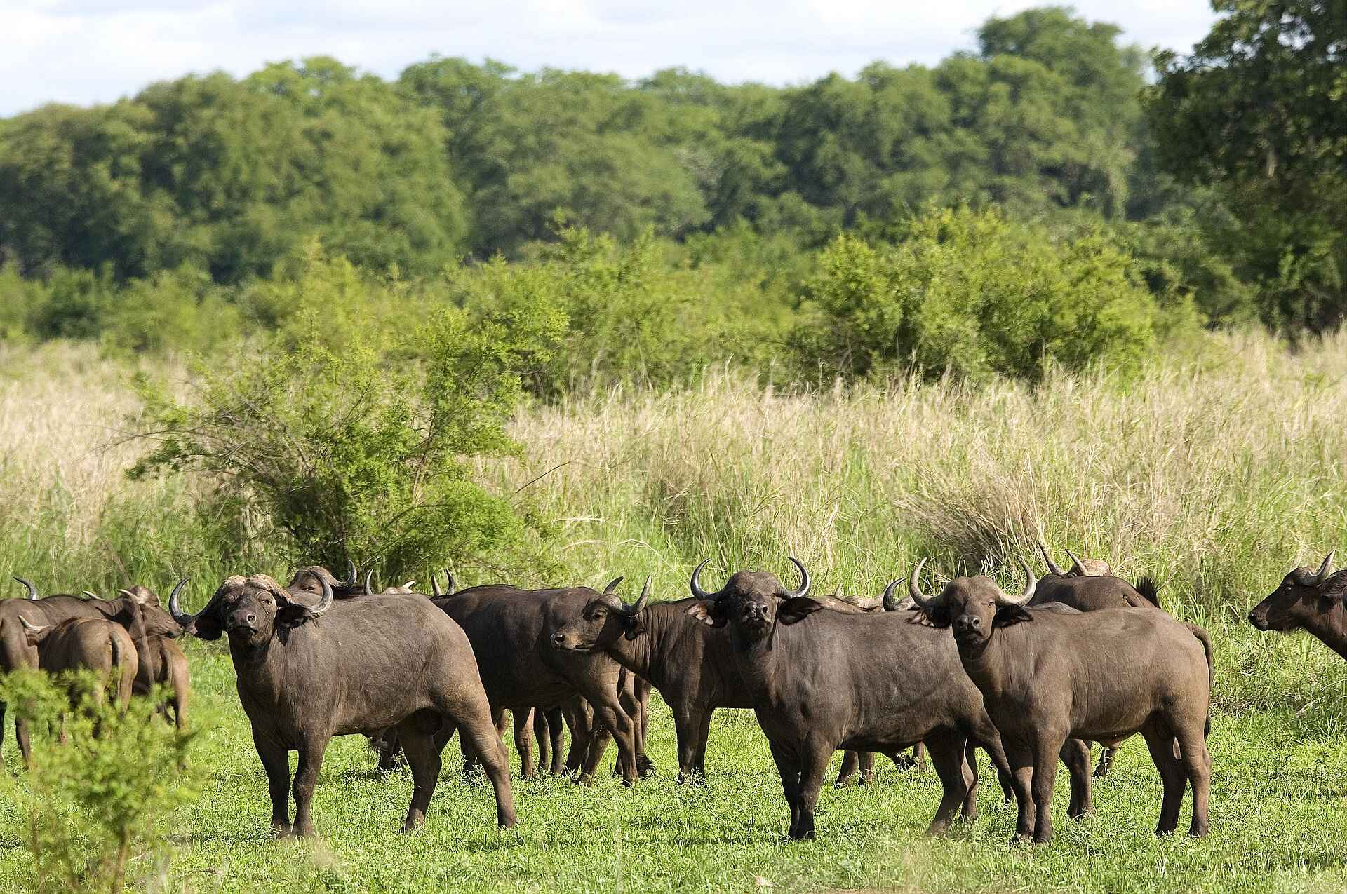 Emerald Season, Feuchte Jahreszeit, Flut, Green Rivers, Green Season, Hochwasser, Kanäle, Lagunen, Regenzeit, River Journeys, Robin Pope Safaris, Teiche, Überschwemmung, Büffel, Kapbüffel