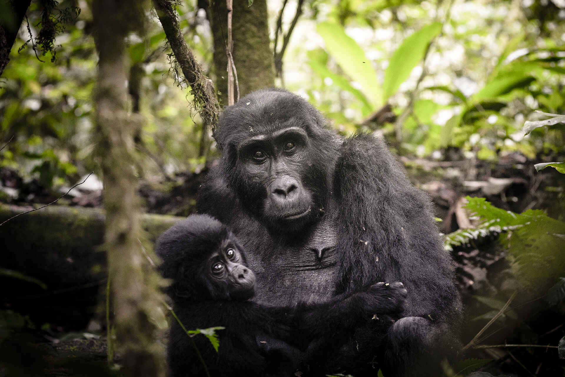 Sanctuary Gorilla Forest Camp: Gorilla-Mutter und Baby