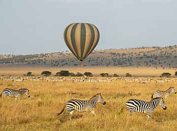 Warangi Ridge Lodge: Zebras