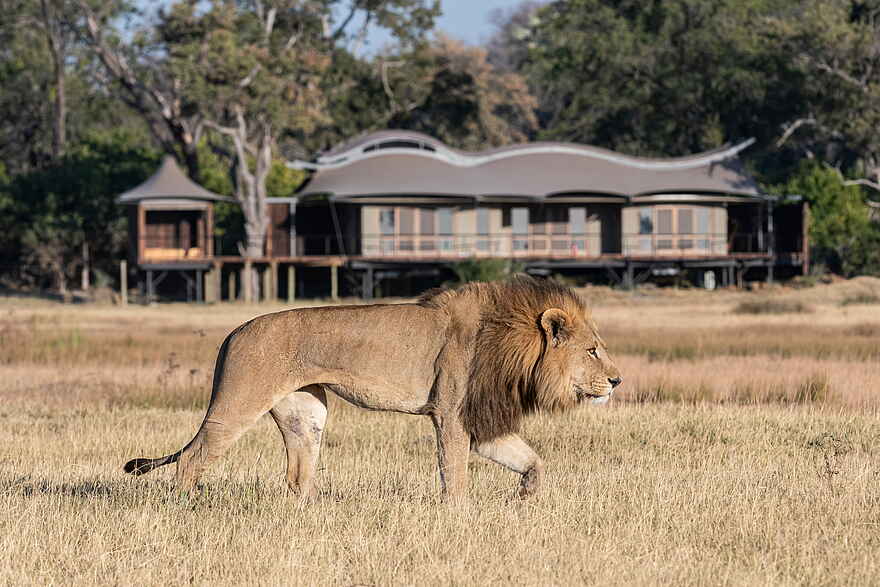 Xigera Safari Lodge: Löwe vor einer Gästesuite Xigera Safari Lodge: Löwe vor einer Gästesuite