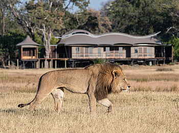 Xigera Safari Lodge: Löwe vor einer Gästesuite Xigera Safari Lodge: Löwe vor einer Gästesuite