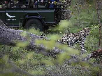 &Beyond Kirkman's Camp: Beobachtung von Leoparden &Beyond Kirkman's Camp: Beobachtung von Leoparden