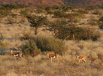 Damaraland Camp: Springböcke im Morgenlicht