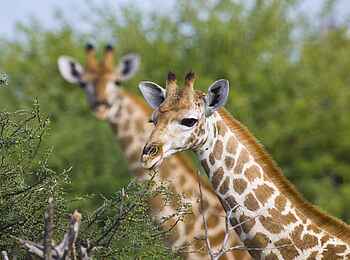 Etosha: Elegante Riesen
