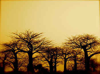 Kigelia Camp: Scherenschnitte Kigelia Camp: Scherenschnitte