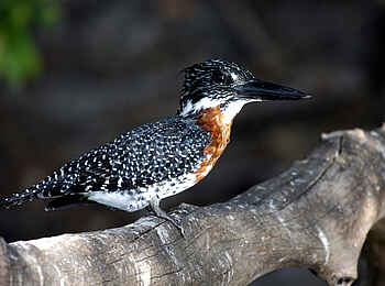 Leopard Lodge: Riesenfischer