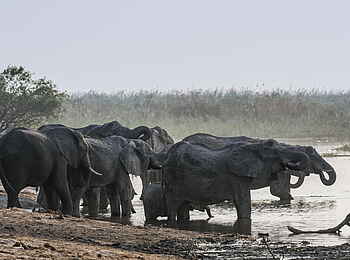 Linyanti Tented Camp: Am Wasser