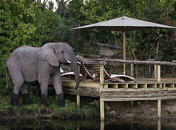 Little Tubu: Elefant neben dem Pooldeck Little Tubu: Elefant neben dem Pooldeck