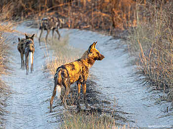 Luiana Plains Expedition Camp: Wildhunde auf der Piste