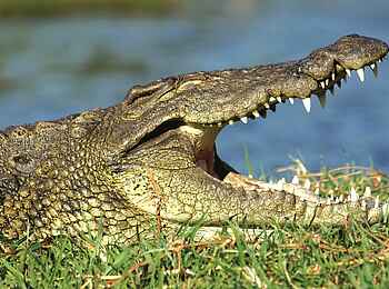 Mankwe Bush Lodge: Ein Krokodil am Flussufer