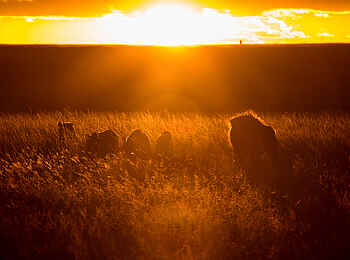 Mara Plains Jahazi: Löwen im Sonnenuntergang