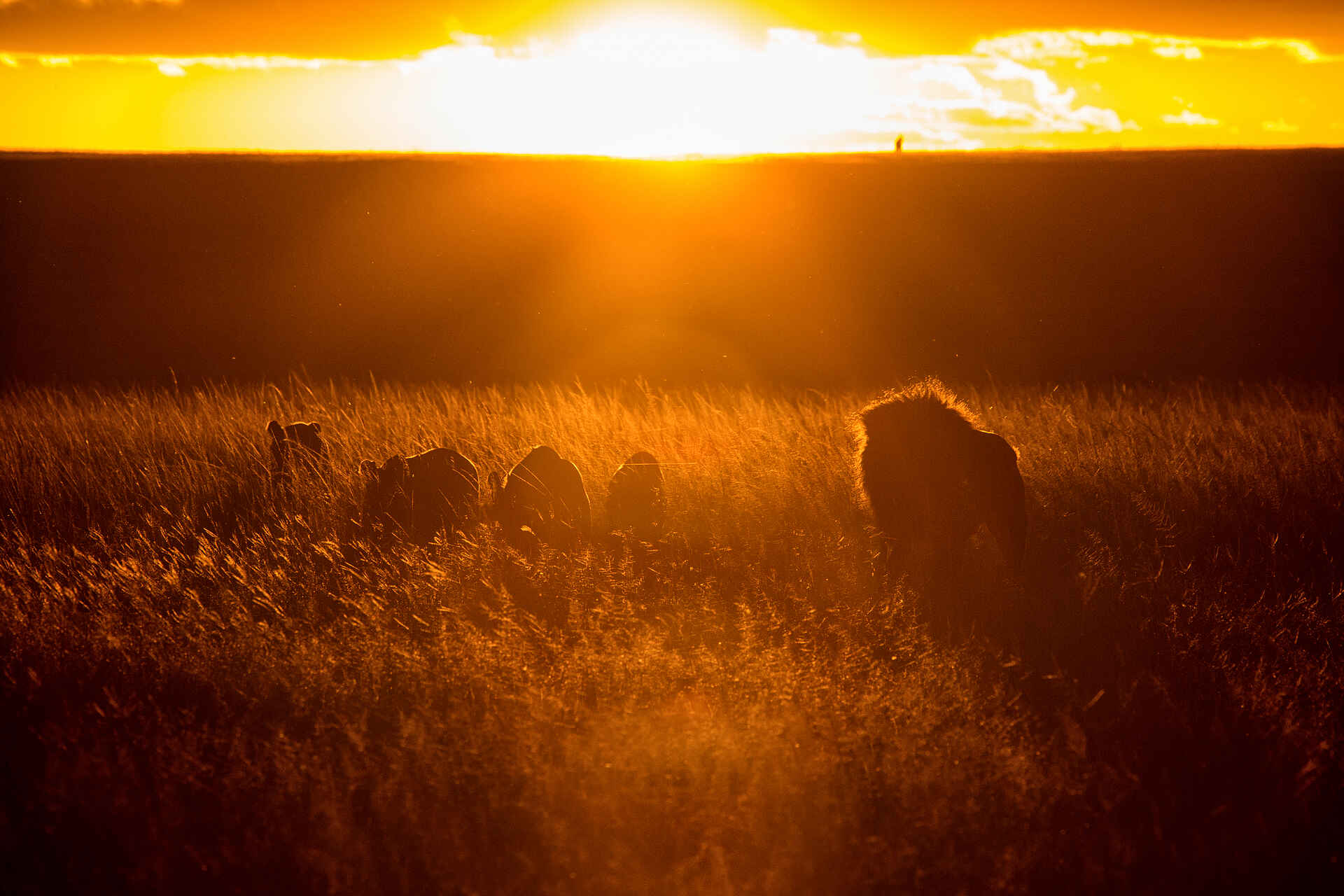 Mara Plains Jahazi: Löwen im Sonnenuntergang