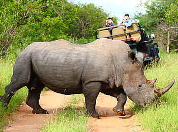 Motswari Game Lodge: Nashorn auf dem Pfad