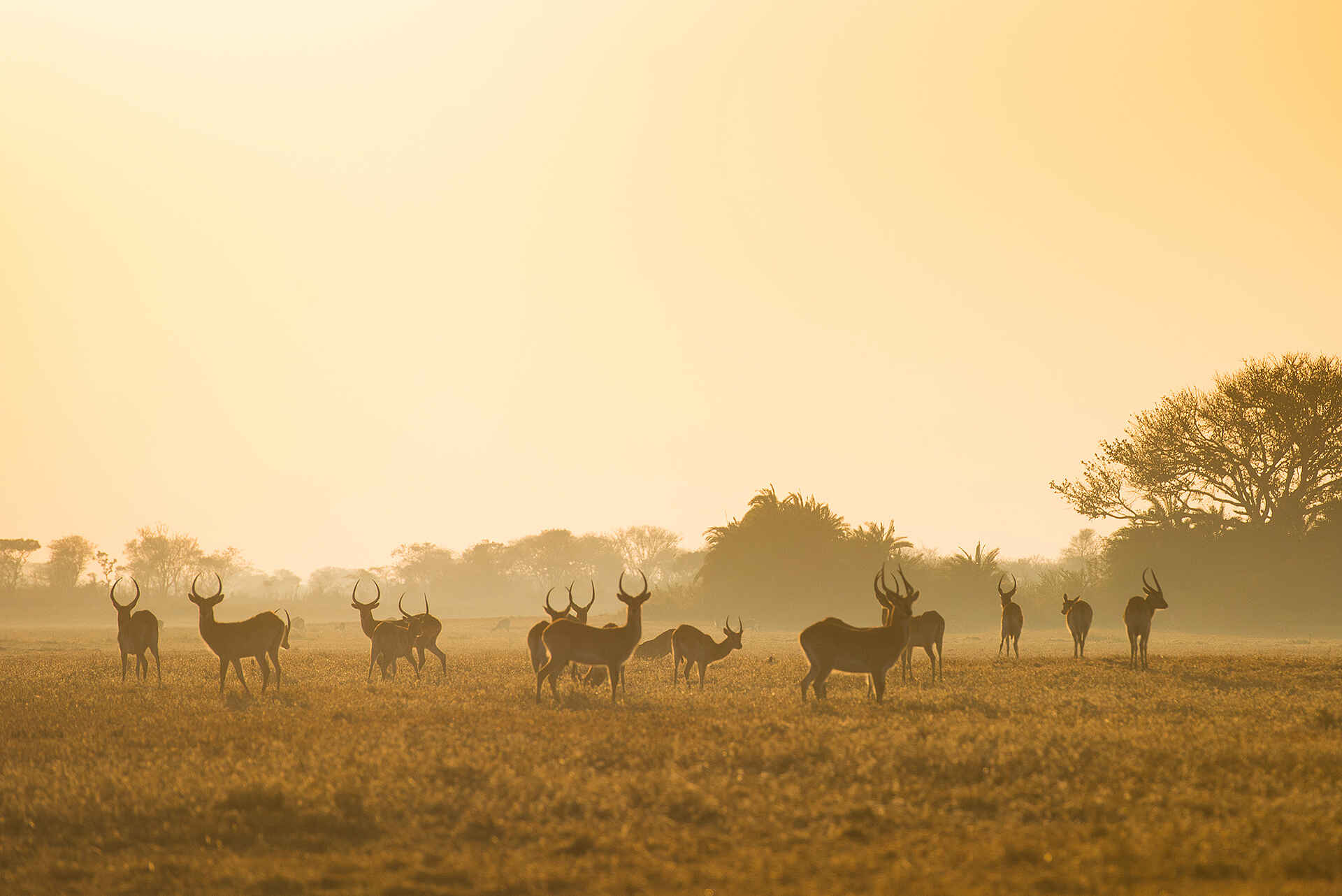 Mukambi Busanga Plains Camp: Antilopen in der Ebene