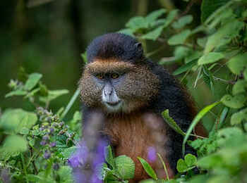 Mutanda Lake Resort: Meerkatze im Regenwald Mutanda Lake Resort: Meerkatze im Regenwald