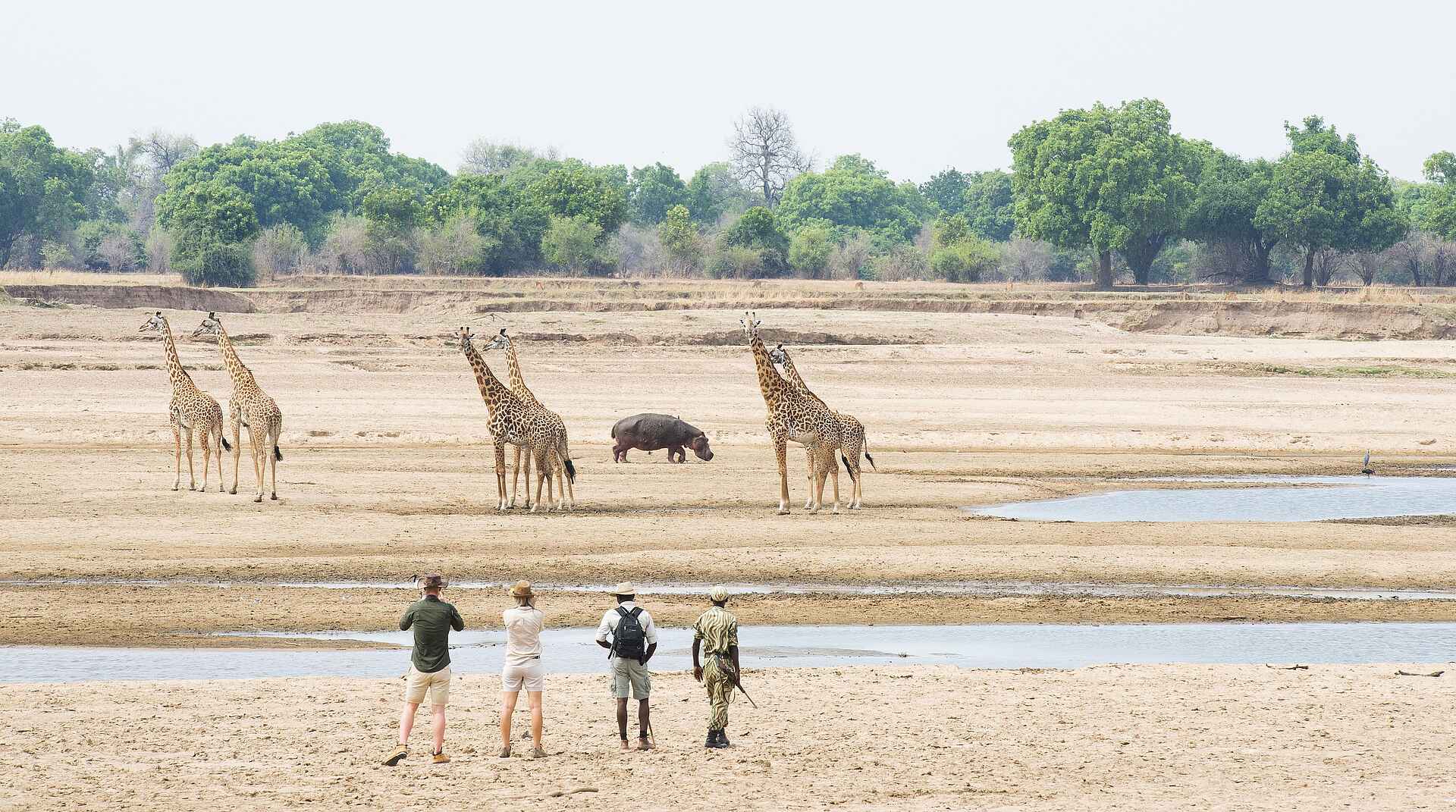 Mwamba Bush Camp: Giraffen Mwamba Bush Camp: Giraffen