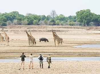 Mwamba Bush Camp: Giraffen Mwamba Bush Camp: Giraffen