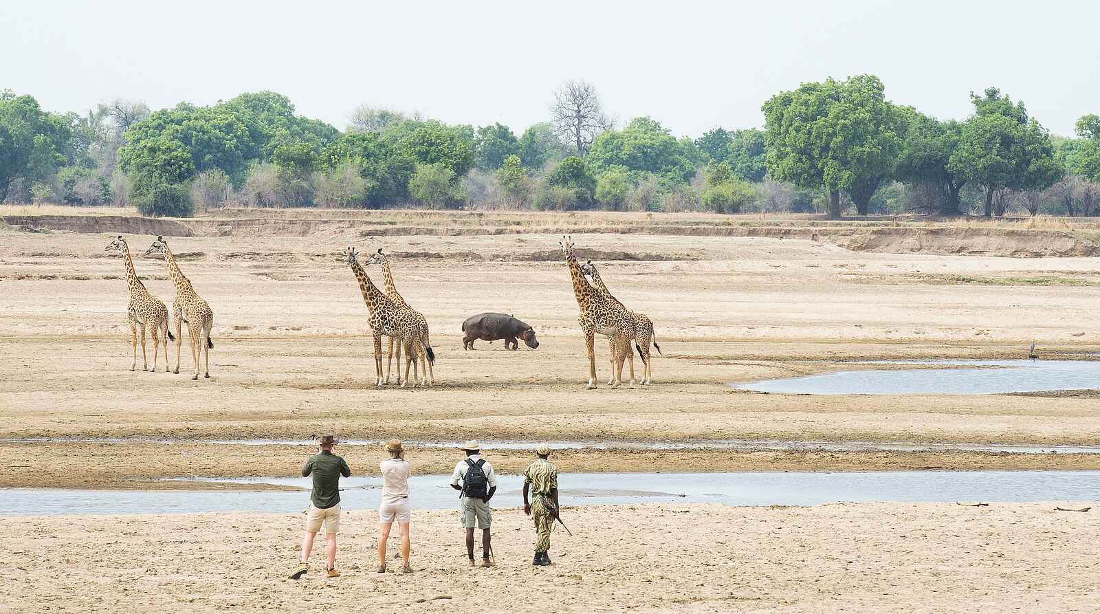 Mwamba Bush Camp: Giraffen Mwamba Bush Camp: Giraffen