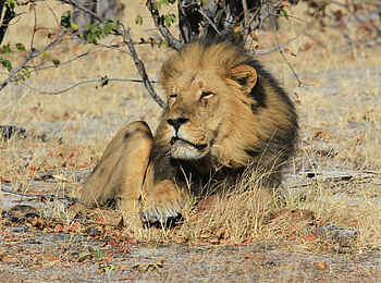 Nehimba Lodge: Löwe Nehimba Lodge: Löwe