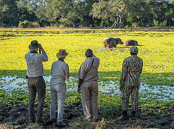 Nkwali Camp: Nilpferde am Fluss
