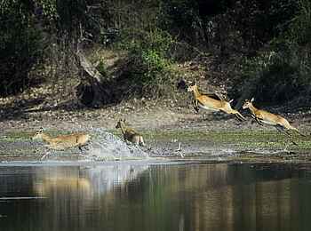 Robin Pope Safaris: Impalas im Sprung
