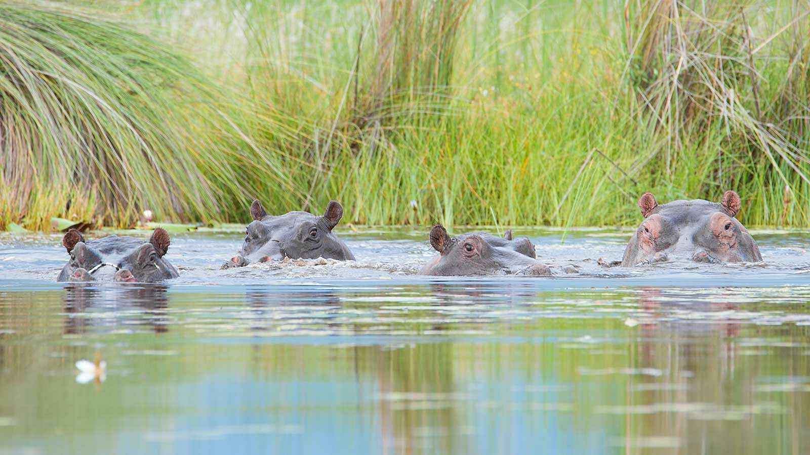 Xobega Island Camp: Flusspferde Xobega Island Camp: Flusspferde