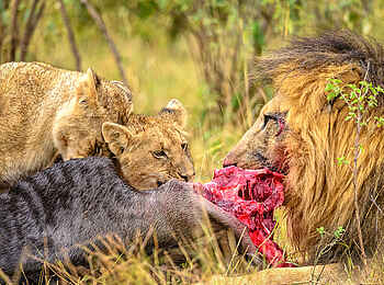 Entim Masai Mara: Zerfleischen der Beute