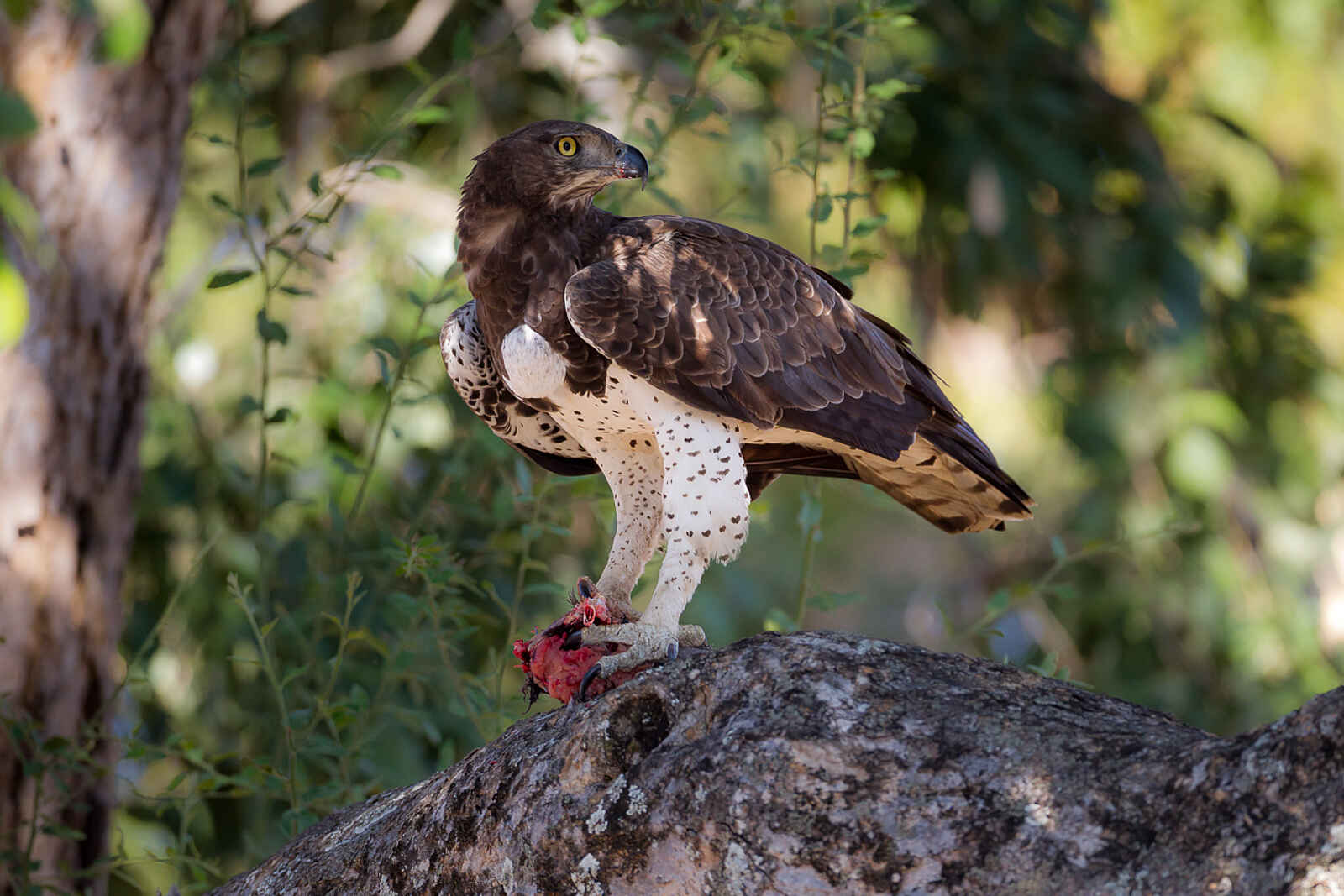 Nkonzi Bush Camp: Martial Eagle Nkonzi Bush Camp: Martial Eagle