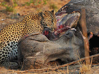 Ntemwa Busanga Bushcamp: Leopard an Nilpferdkadaver