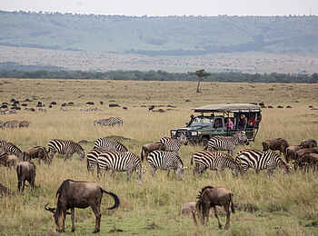 Sentinel Mara Camp: Zebras und Gnus