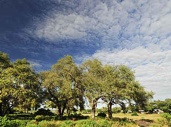 Anabezi Luxury Tented Camp: Camp unter Bäumen