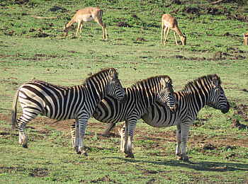 andBeyond Phinda Vlei Lodge: Zebras und Antilopen