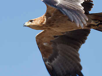 Belmond Savute Elephant Lodge: Adlerflug