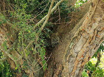 Enjojo Lodge: Leopard