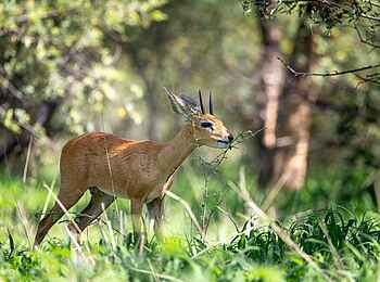 Evolve Back Gham Dhao Lodge: Im Busch