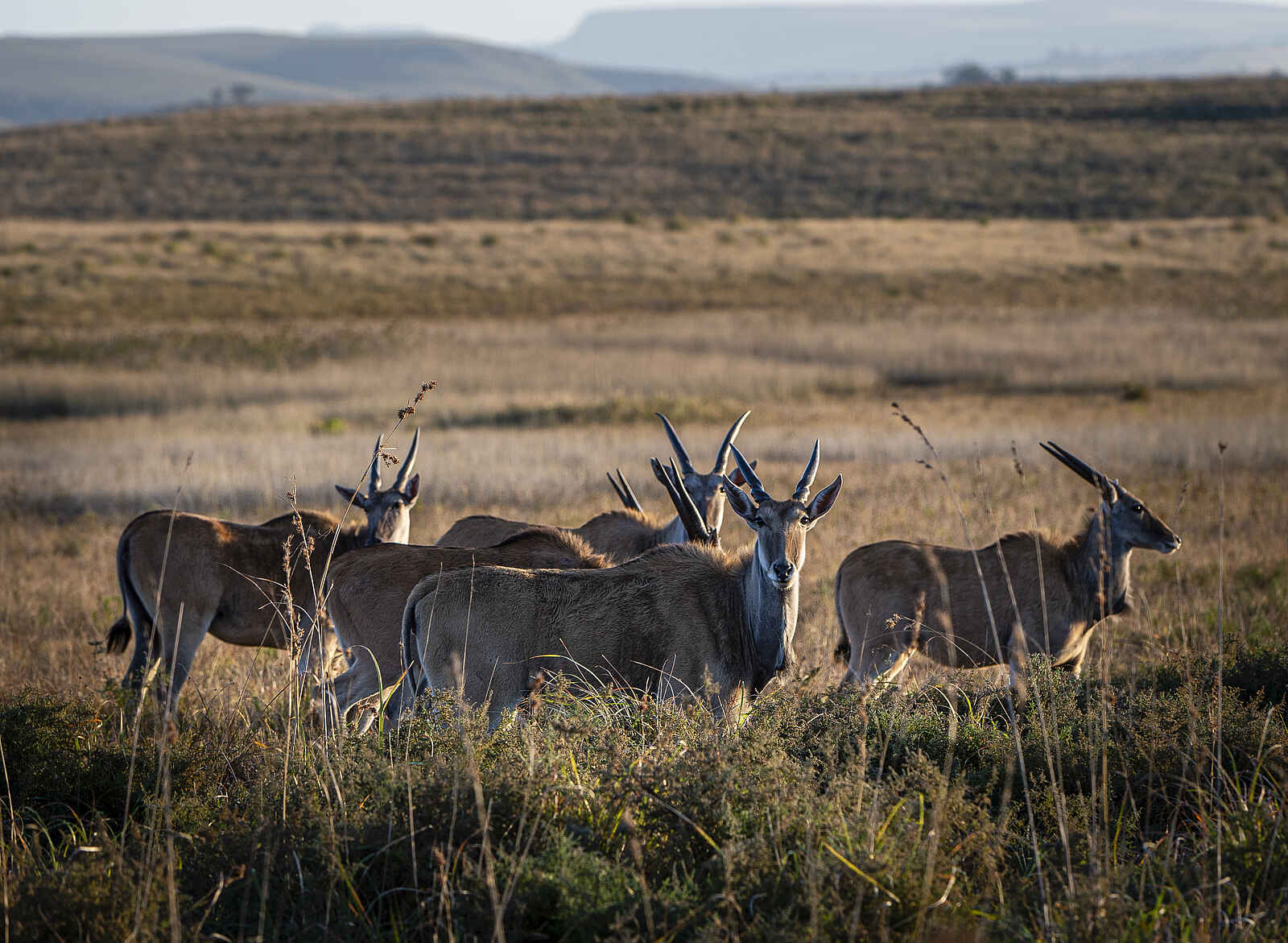 GweGwe Beach Lodge: Eine Gruppe von Elanantilopen GweGwe Beach Lodge: Eine Gruppe von Elanantilopen