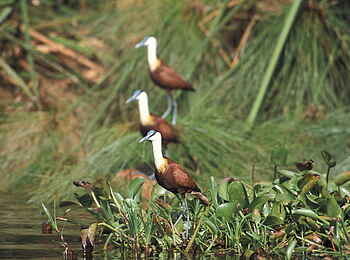 Hatari Lodge: Blaustirn-Blatthühnchen