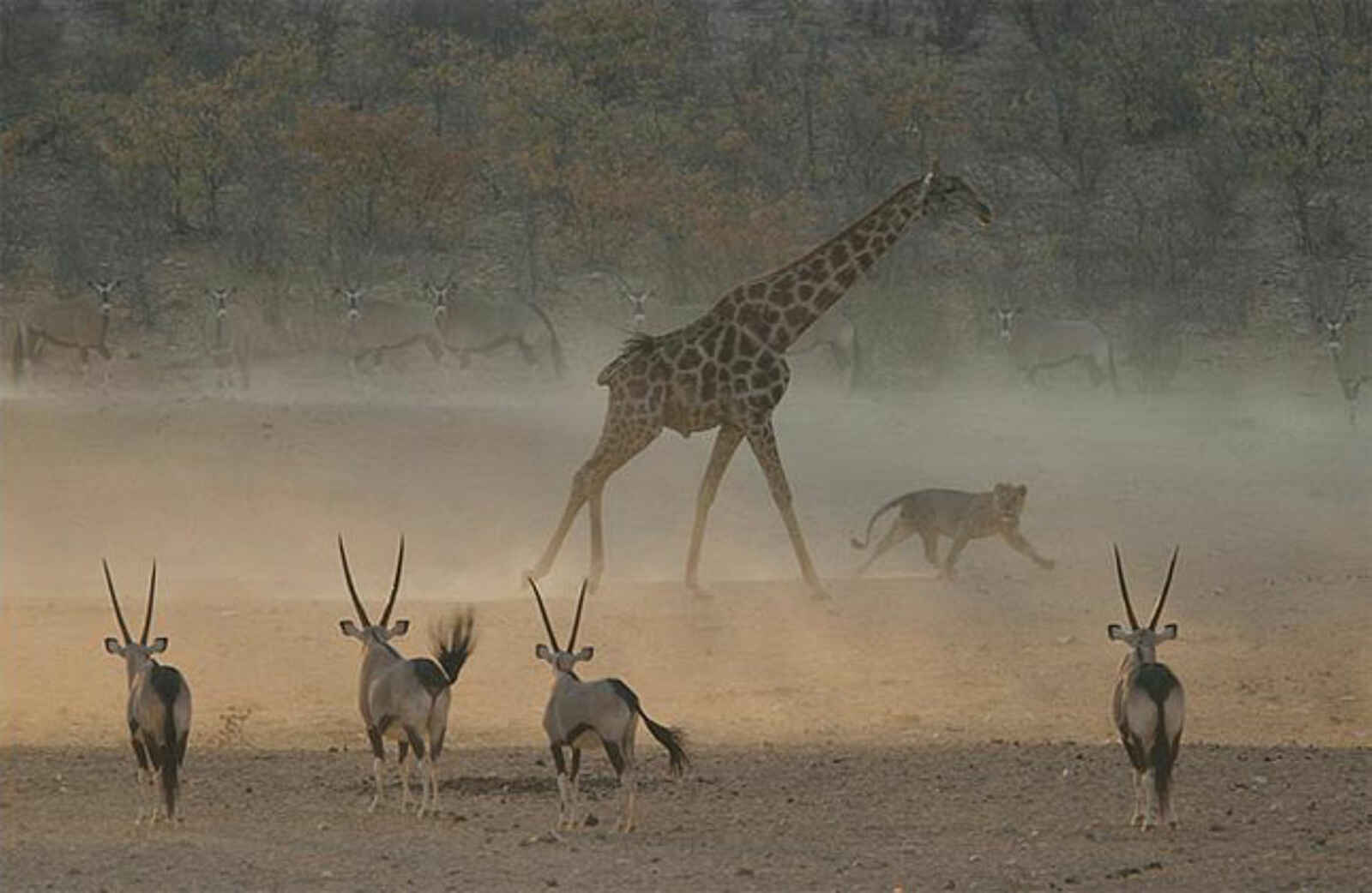 Hobatere Lodge: Wildleben Hobatere Lodge: Wildleben