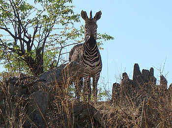 Hobatere Lodge: Zebra Hobatere Lodge: Zebra