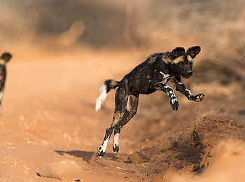 Laikipia Wilderness Main Camp: Verspielte Wildhunde Laikipia Wilderness Main Camp: Verspielte Wildhunde