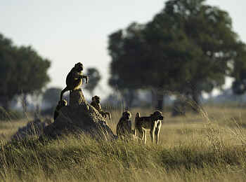 Linkwasha Camp: Affen auf Termitenhügel Linkwasha Camp: Affen auf Termitenhügel