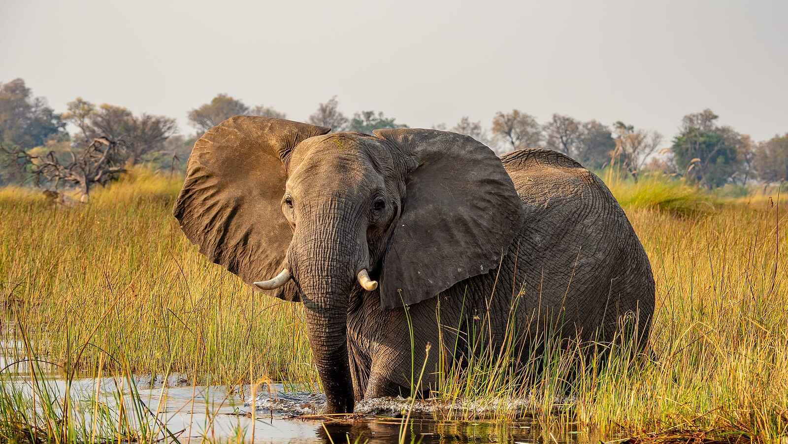 Little Vumbura: Ein Elefant im Wasser Little Vumbura: Ein Elefant im Wasser
